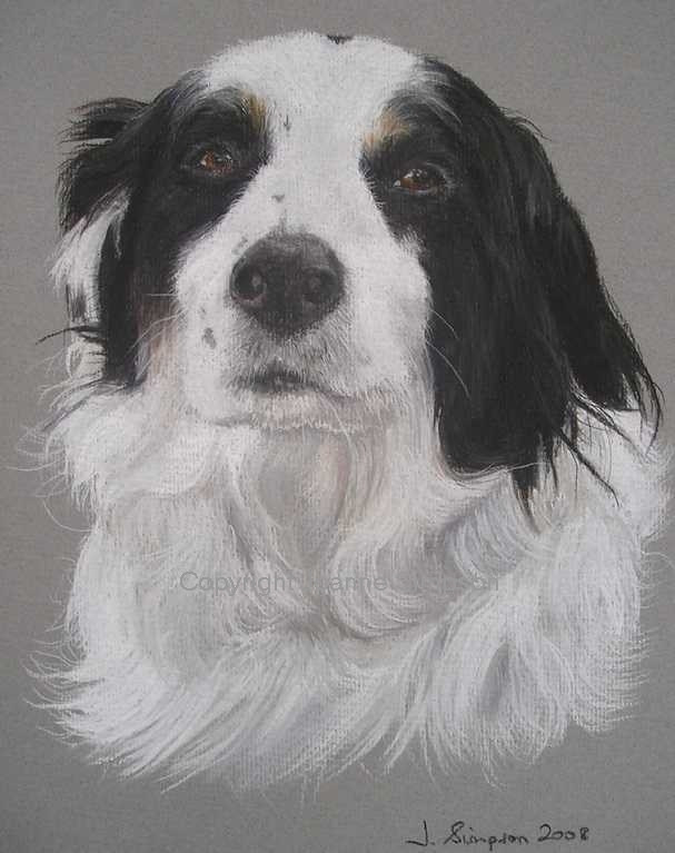 Border Collie portrait by Joanne Simpson